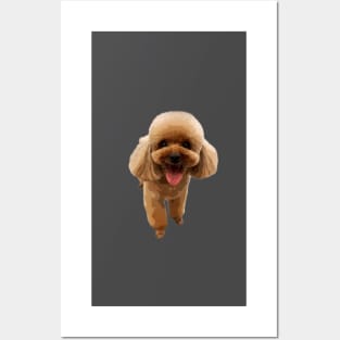 Poodle Puppy Dog Mini Toy Teacup Posters and Art